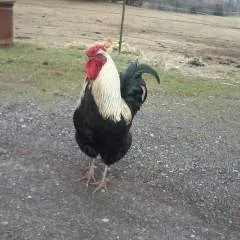 Sexydandr photo on Jungo Live