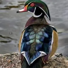 Megogo photo on Jungo Live