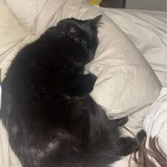 Theguy8in photo on Jungo Live