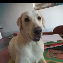 Kiran Roy photo on Jungo Live