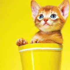 Biggy photo on Jungo Live