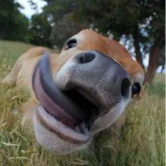 Krista Aka The Unicorn photo on Jungo Live