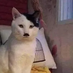 Romario photo on Jungo Live