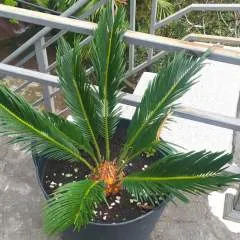 Ushangiak photo on Jungo Live