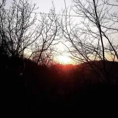 Dino........ photo on Jungo Live