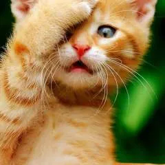 Mithun photo on Jungo Live