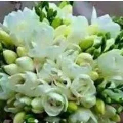 Saammo photo on Jungo Live