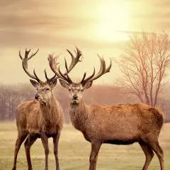 Jussie💗 photo on Jungo Live