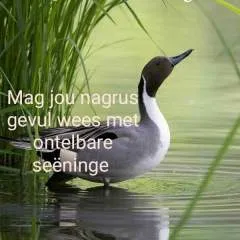 Danie40 photo on Jungo Live