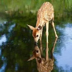 Neelkamal photo on Jungo Live