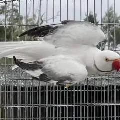 Bobby photo on Jungo Live