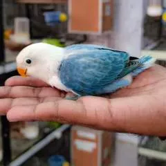 Bobby photo on Jungo Live