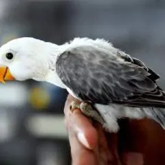 Bobby photo on Jungo Live