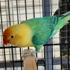 Bobby photo on Jungo Live