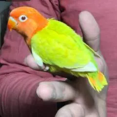 Bobby photo on Jungo Live