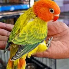 Bobby photo on Jungo Live