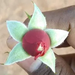 Rutik photo on Jungo Live