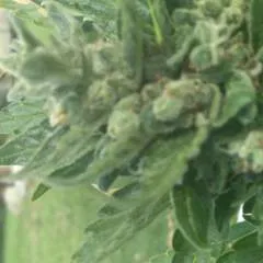 K2 photo on Jungo Live