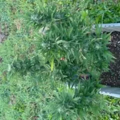 K2 photo on Jungo Live