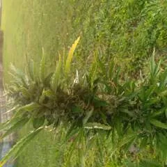 K2 photo on Jungo Live