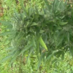 K2 photo on Jungo Live