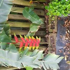 Bennie photo on Jungo Live