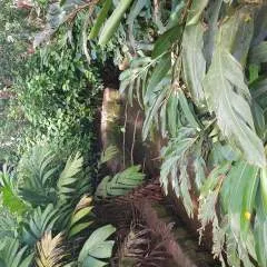 Bennie photo on Jungo Live