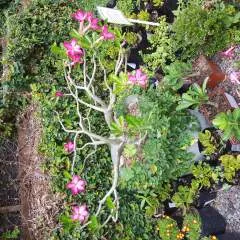 Bennie photo on Jungo Live