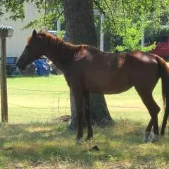 Azhorseman photo on Jungo Live