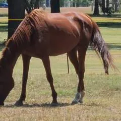 Azhorseman photo on Jungo Live