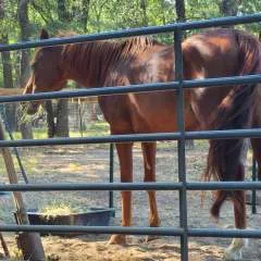 Azhorseman photo on Jungo Live