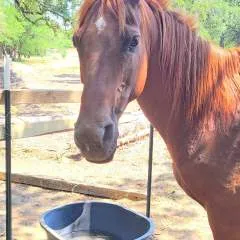 Azhorseman photo on Jungo Live