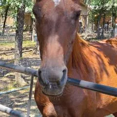 Azhorseman photo on Jungo Live