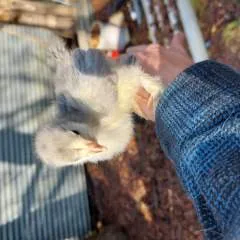 Azhorseman photo on Jungo Live