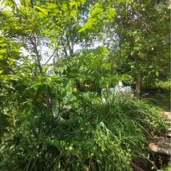 Cc photo on Jungo Live