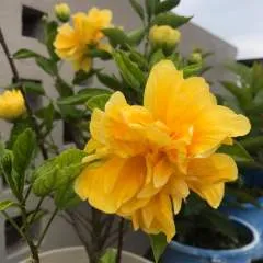 Rukesh Yadav photo on Jungo Live