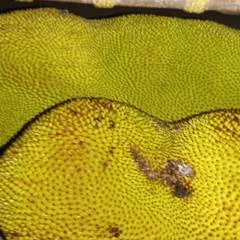 Muna photo on Jungo Live