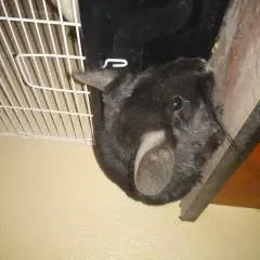 Lady Remedy photo on Jungo Live