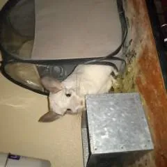 Lady Remedy photo on Jungo Live