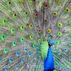 Elviskeng photo on Jungo Live