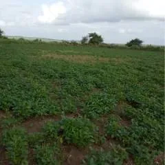 Prakash photo on Jungo Live