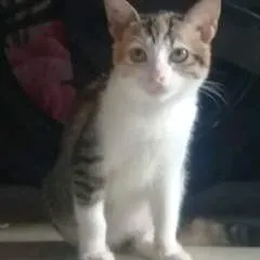 Uwabot photo on Jungo Live