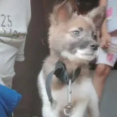 Vince photo on Jungo Live