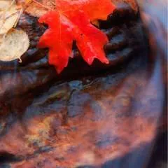 Ericklarebee photo on Jungo Live