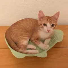 Daniel photo on Jungo Live