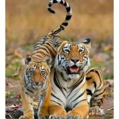 Casalfelislx........ photo on Jungo Live