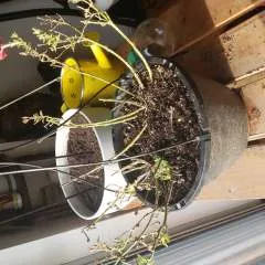 Naty........ photo on Jungo Live