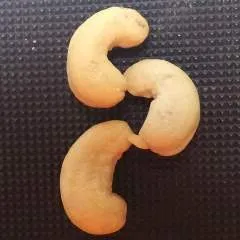 Pussylicker photo on Jungo Live