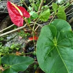 Shaporn83 photo on Jungo Live