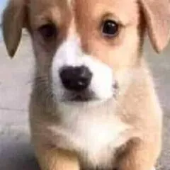 Johnny Williams photo on Jungo Live